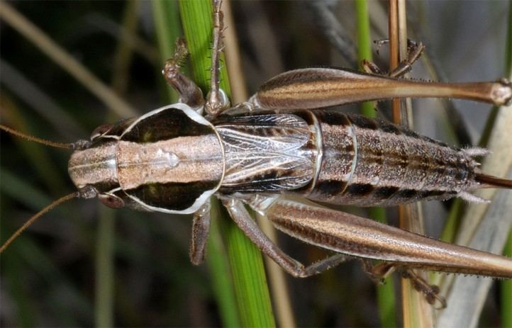 Platycleis European locusts and their ecology Platycleis modesta