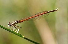Platycnemis acutipennis httpsuploadwikimediaorgwikipediacommonsthu