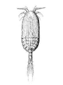 Platycopiidae httpsuploadwikimediaorgwikipediacommonsthu