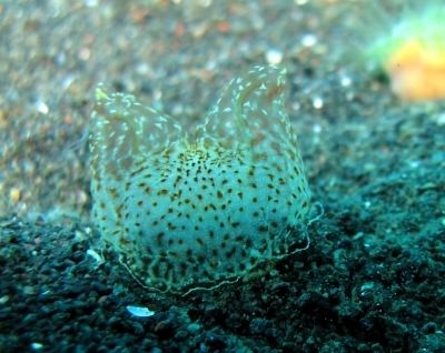 Platyctenida The Sea Slug Forum Benthic ctenophores