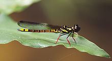 Platycypha httpsuploadwikimediaorgwikipediacommonsthu