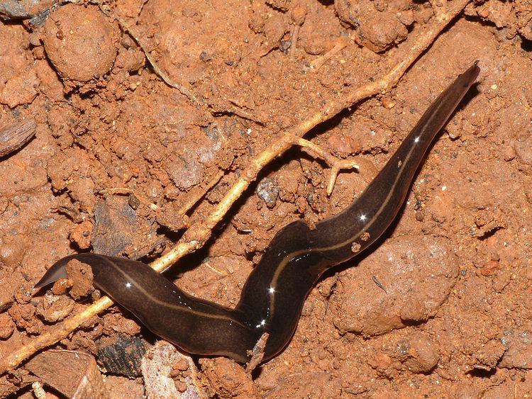 Platydemus