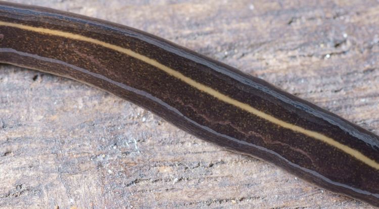 Platydemus manokwari The Invasive New Guinea Flatworm Platydemus Manokwari In
