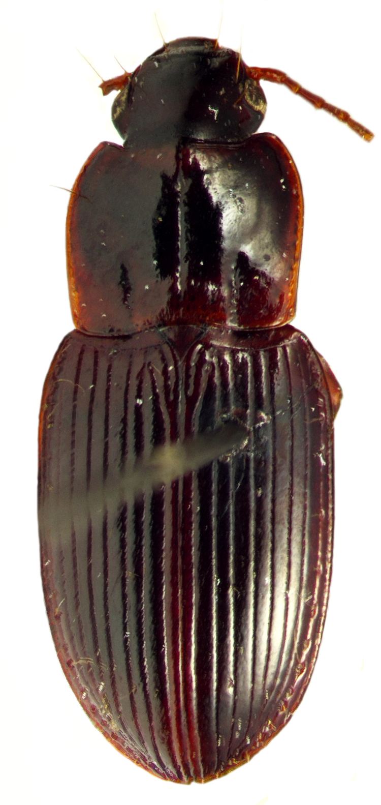 Platyderus Platyderus Platyderus schrammi Anichtchenko 2012 Carabidae
