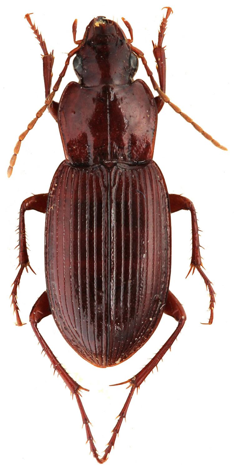 Platyderus Subgenus Platyderus sensu stricto Carabidae