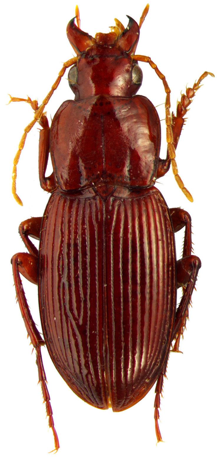 Platyderus Genus Platyderus Stephens 1827 67 Carabidae