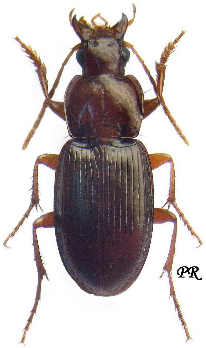 Platyderus Platyderus Platyderus rufus Duftschmid 1812 105 Carabidae