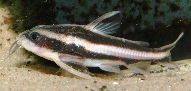 Platydoras Platydoras armatulus Humbug Catfish Seriously Fish