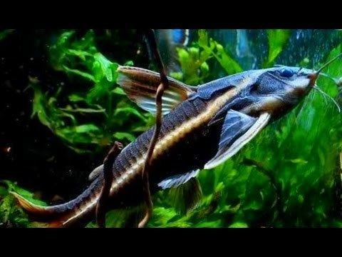 Platydoras costatus Aquarium fishPlatydoras CostatusFish tanks YouTube