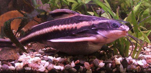 Platydoras costatus Raphael catfish Platydoras costatus FactSheet