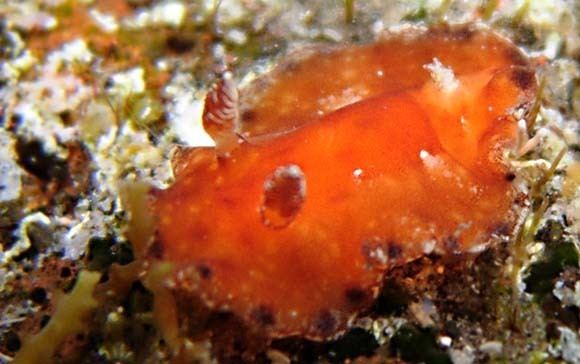 Platydoris orange to dark orange sea slug with white dots from indian ocean