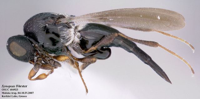 Platygastroidea Platygastroidea wasps a gallery on Flickr