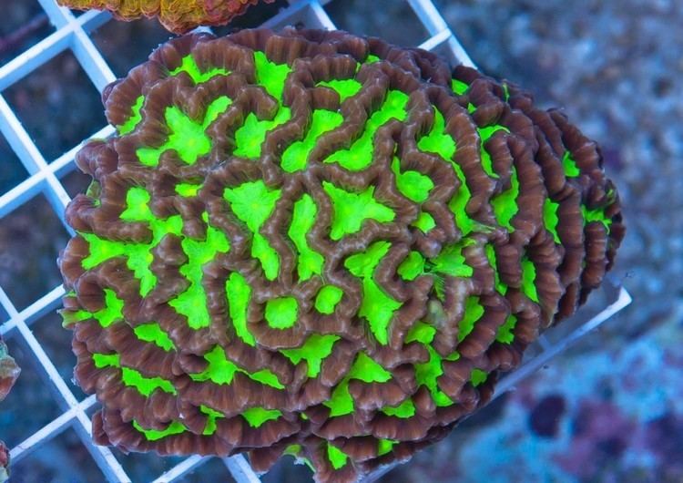 Platygyra The Identification and Evolution of Closed Brain Corals Part 2