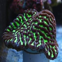 Platygyra Australian Green Platygyra Maze Brain Barrier Reef Aquariums