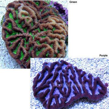 Platygyra Saltwater Aquarium Corals for Marine Reef Aquariums Brain Worm