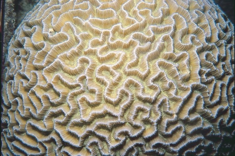 Platygyra Platygyra acuta Corals of the World Photos maps and information