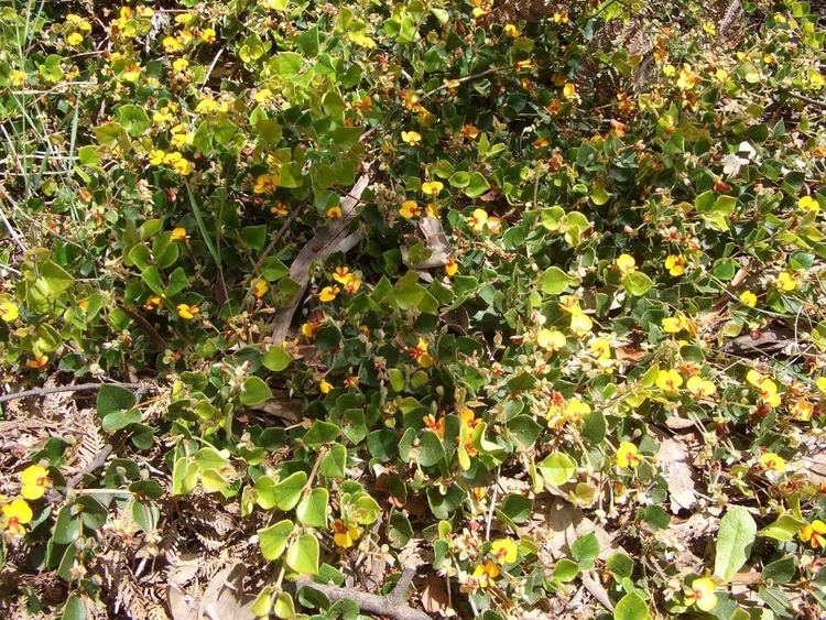Platylobium formosum Struggling Peas Boundary Hill Forest Blog