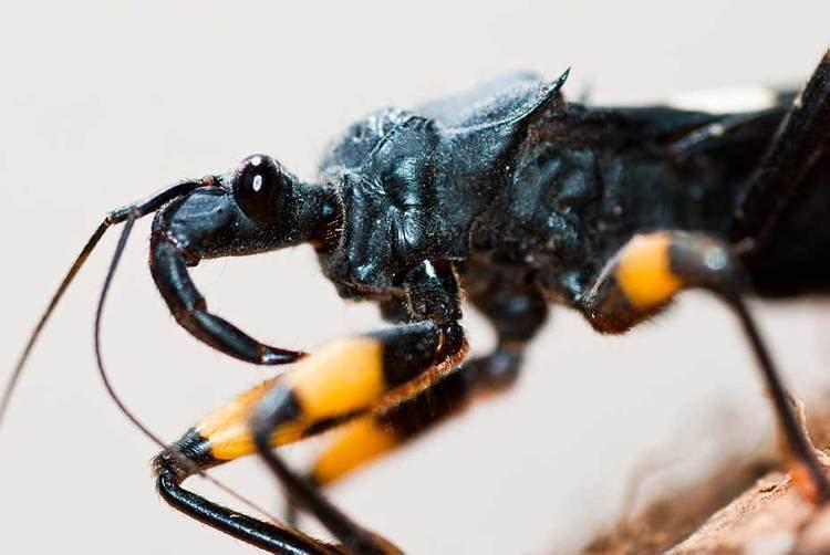 Platymeris platymeris biguttata by TobiasDavidson on DeviantArt