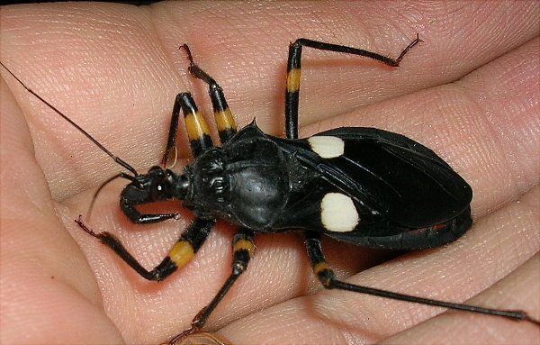 Platymeris MantidsAssassins Assassin Bugs Aquatic Bugs Platymeris biguttata