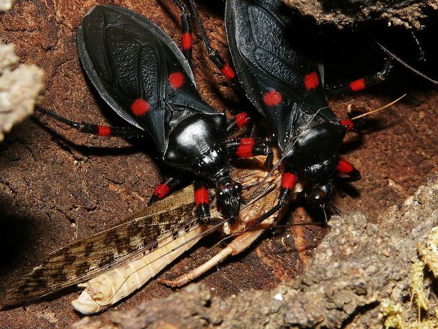 Platymeris Platymeris Flickr