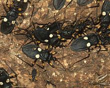 Platymeris Platymeris Wikipedia