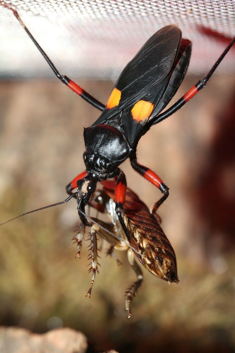 Platymeris Assassin Bug Platymeris sp quotMomboquot Imgur