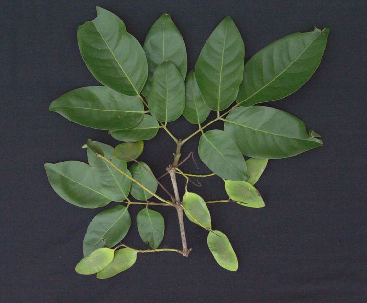 Platymiscium Smithsonian Tropical Research InstitutePlatymiscium pinnatum subsp