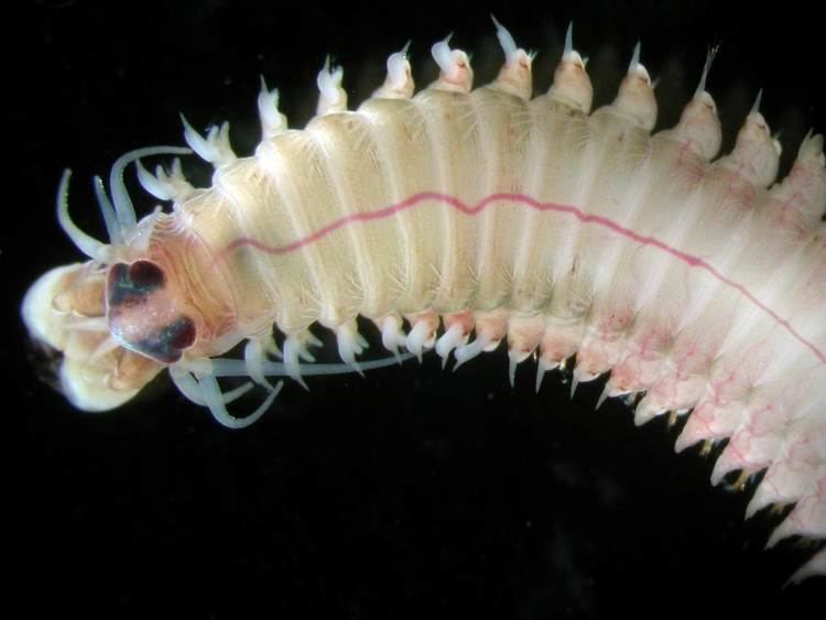 Platynereis Taxonomy Annelida