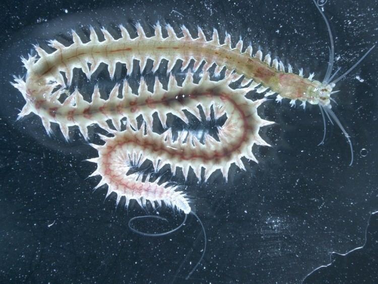 Platynereis A slightly different worm Platynereis dumerilii