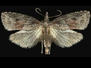 Platynota idaeusalis Moth Photographers Group G Anweiler D C Bird et al Plate