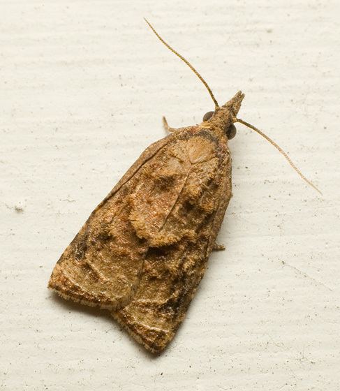 Platynota stultana Moth with ogreface Platynota stultana BugGuideNet