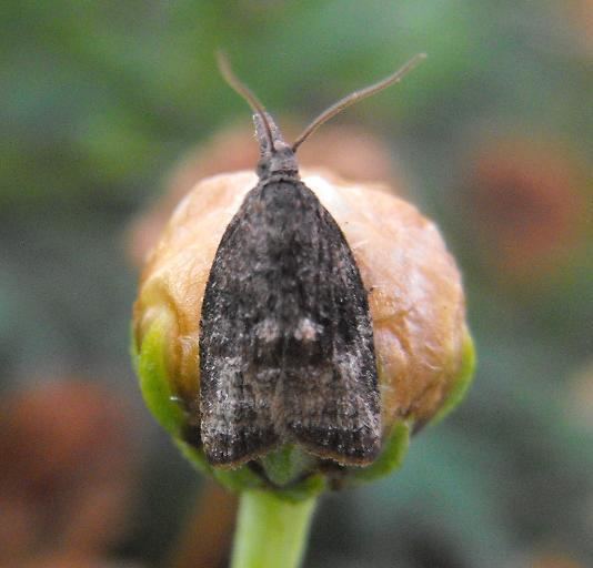 Platynota stultana moth Platynota stultana BugGuideNet