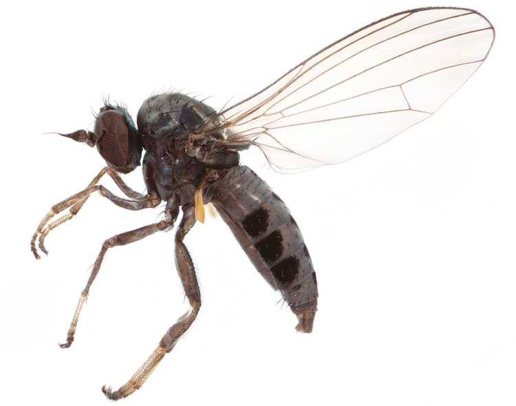 Platypezidae Diversity distribution and biology of Romanian flatfooted flies