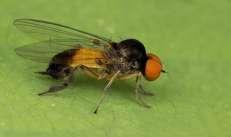 Platypezidae Flatfooted Fly Platypezidae Agathomyia zetterstedti male Flickr