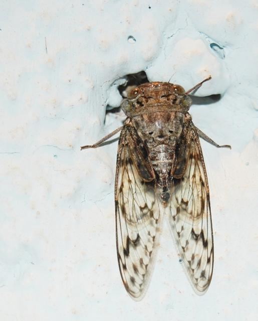 Platypleura sp Cicada Found in Kukke Subramanya Karnataka India by Raghu Ananth