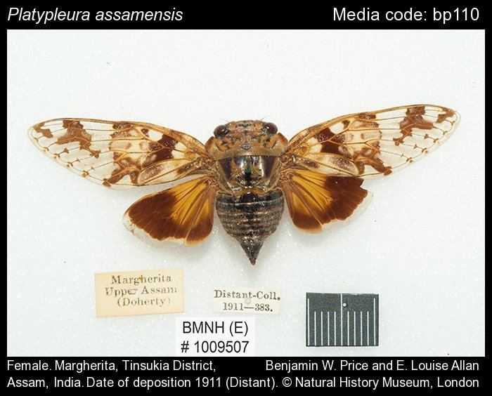 Platypleura Platypleura Cicadas of India