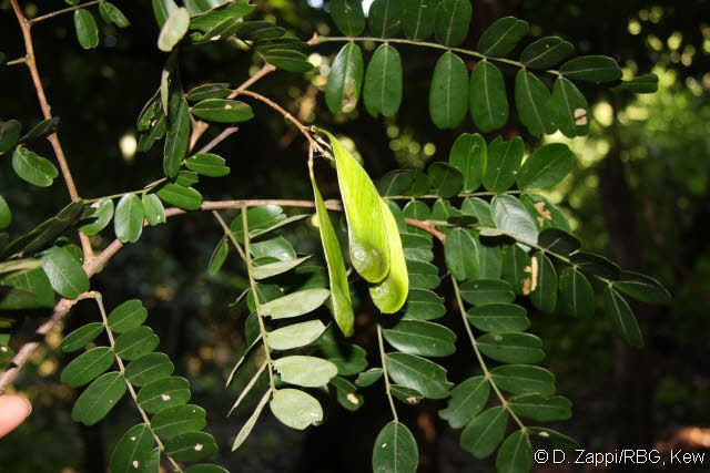 Platypodium elegans Platypodium elegans Vogel Leguminosae Neotropical plant images