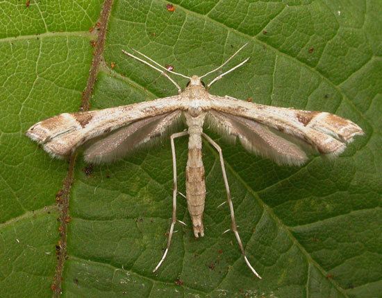 Platyptilia Lepidoptera of Belgium Platyptilia nemoralis