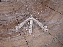 Platyptilia gonodactyla httpsuploadwikimediaorgwikipediacommonsthu