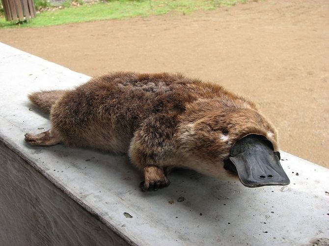 Platypus The Adorable Mixture Of Animals That Are Platypus