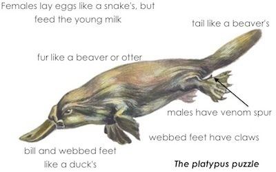 Platypus Platypus kidcyber