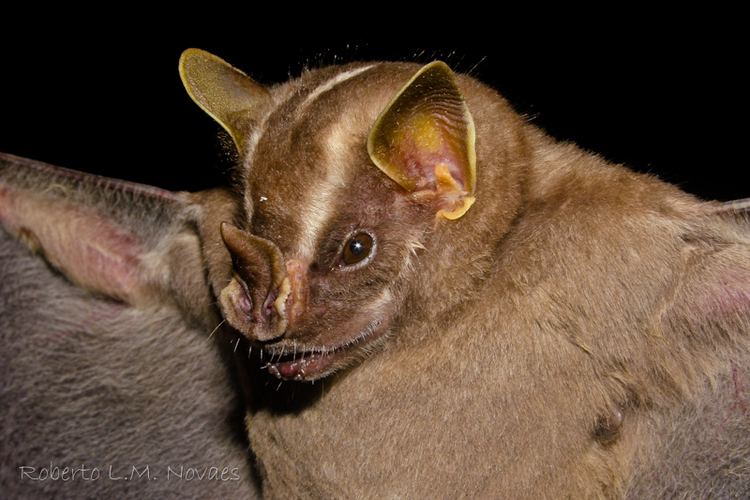 Platyrrhinus Morcegos do Brasil Platyrrhinus lineatus