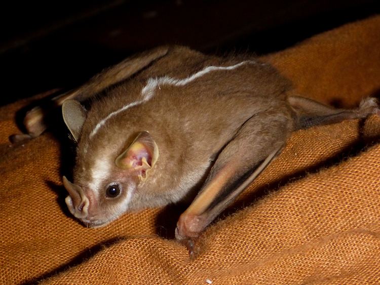 Platyrrhinus Morcegos do Brasil Platyrrhinus incarum