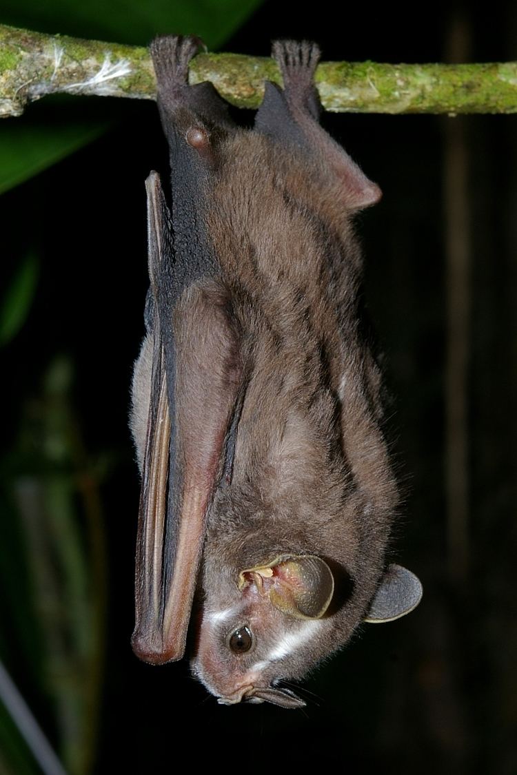 Platyrrhinus Heller39s broadnosed bat Wikipedia
