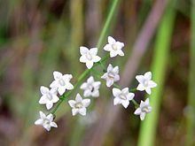 Platysace linearifolia httpsuploadwikimediaorgwikipediacommonsthu