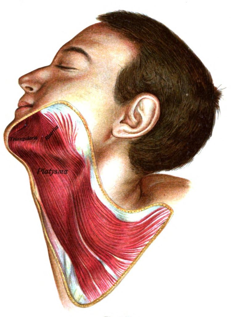 Platysma muscle