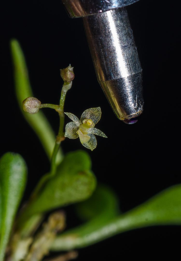 Platystele Platystele microtatantha One of the smallest orchids in the world