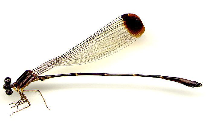 Platystictidae Neotropical Odonata Specimens University of Puget Sound