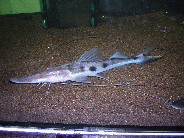Platystomatichthys sturio Sturgeon catfish Platystomatichthys Sturio Page 3 Arofanatics