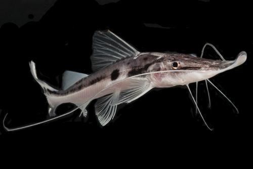 Platystomatichthys sturio zorro sturio catfish reg platystomatichthys sturio Segrest Farms